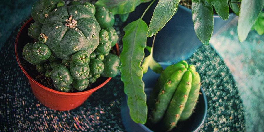 Mescaline Cactus | Buy Mescaline Cacti Online - Zamnesia